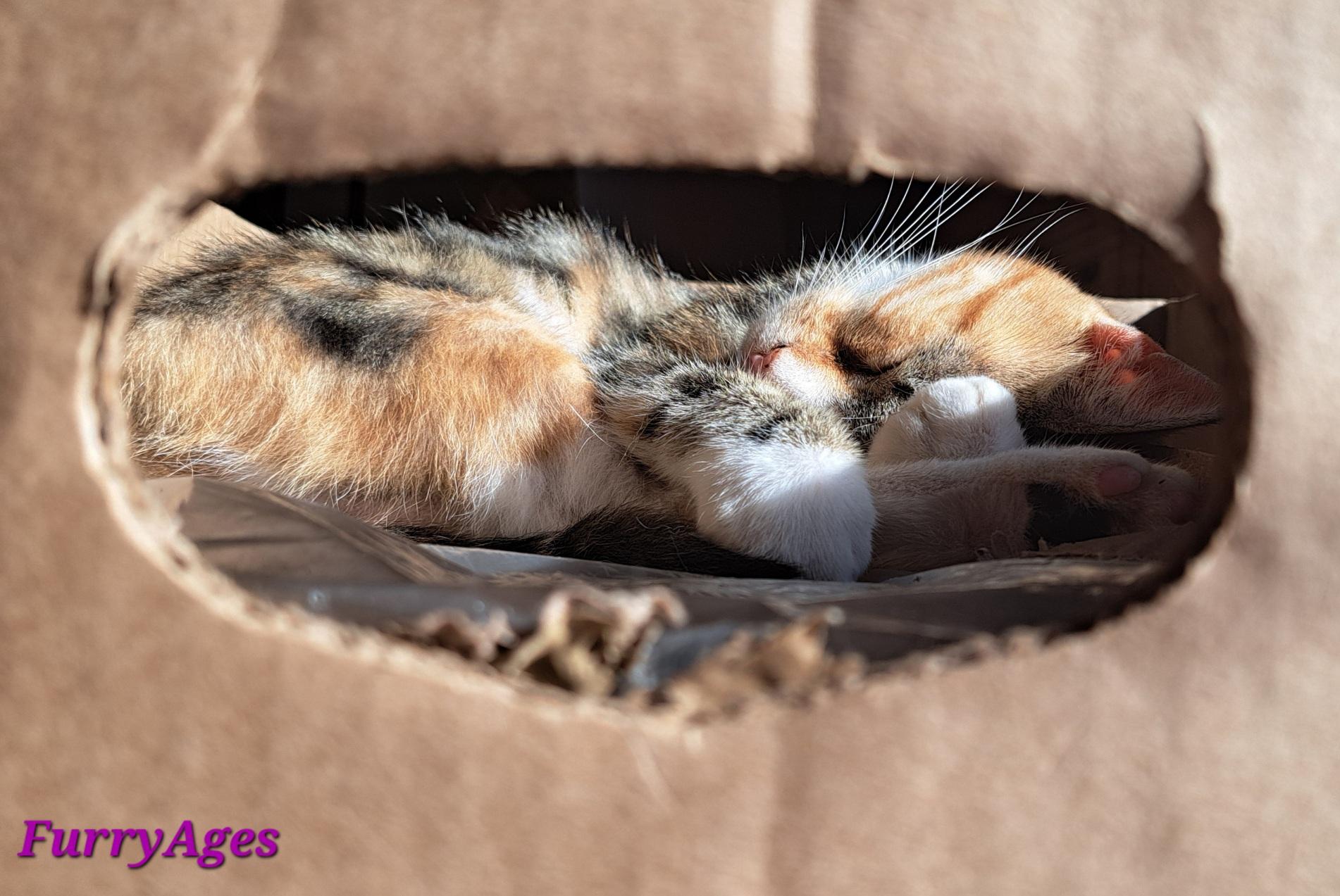 A torbie cat in a most snuggled position.
Photographed through the handle hole of a banana box