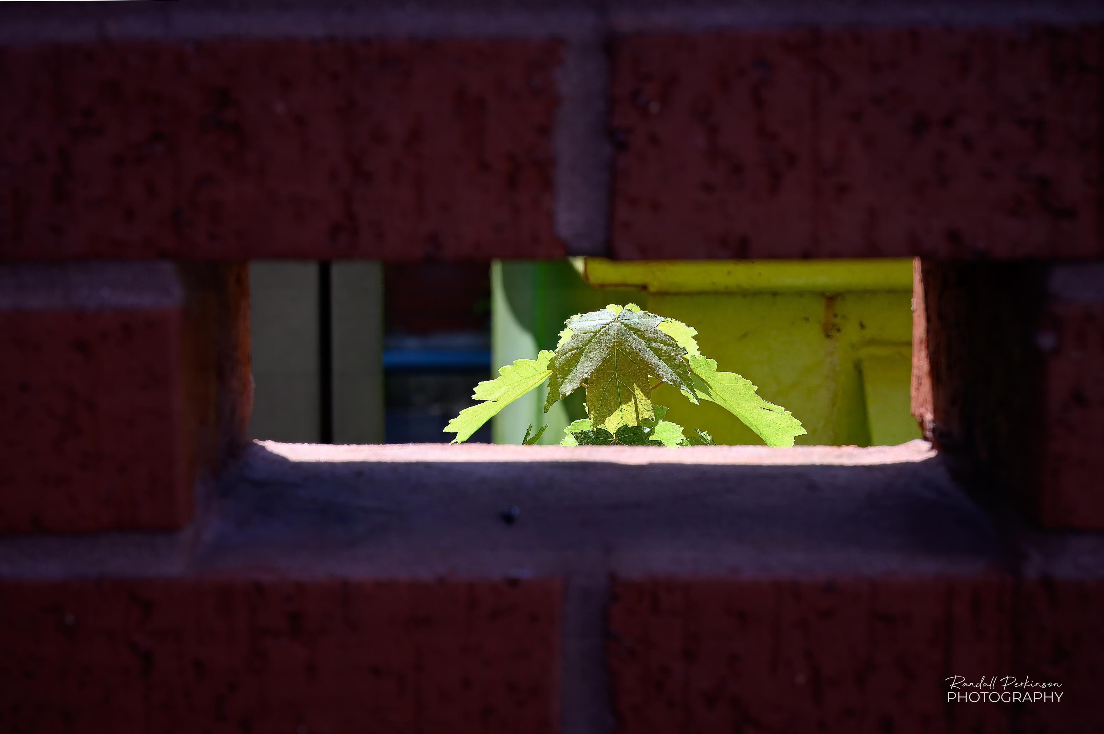 Looking through an opening in a brick wall surrounding trash bins and electrical equipment you can see a plant growing on the other side.