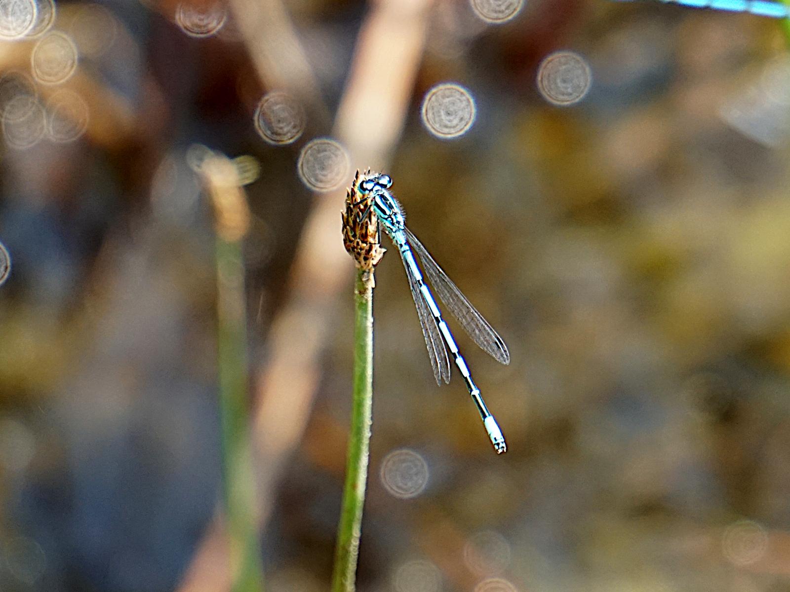 A blue damselfly resting on to top of a green shoot, its wings folded back almost against its body background is the blurred surface of a pond with quite a strong bokeh effect from reflections of the sun.