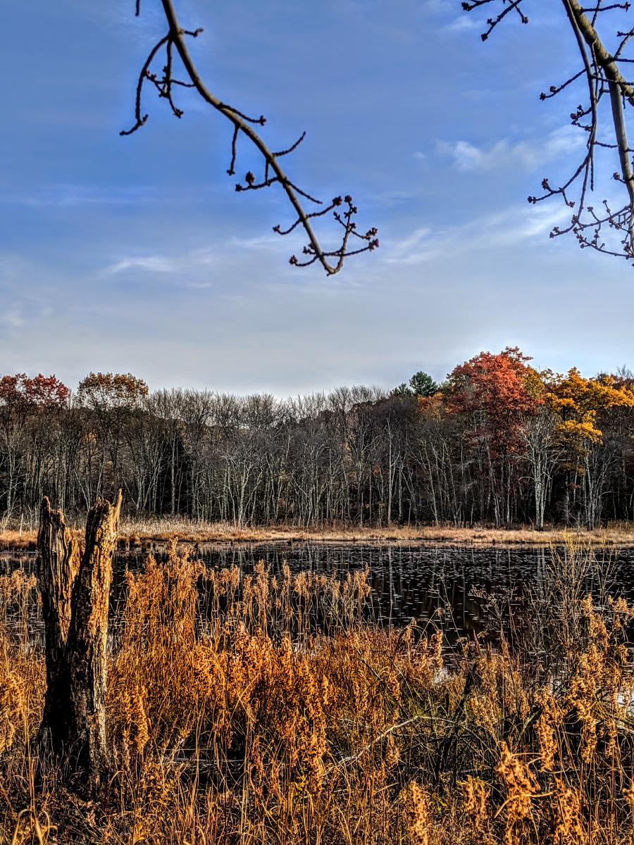 Beneath a deep light blue sky streaked with a few clouds, we are standing alongside a pond. There is a patch of water grasses in front of us, turned golden brown with the end of the growing season. The branches of some leafless shrubs can be seen among the grasses. A dead tree stump with a V shaped top portion is to the left. The far shore has similar golden brown water grasses surrounded by a forest of mostly leafless trees. The leaves that remain are the brick reds and golden browns of past peak.