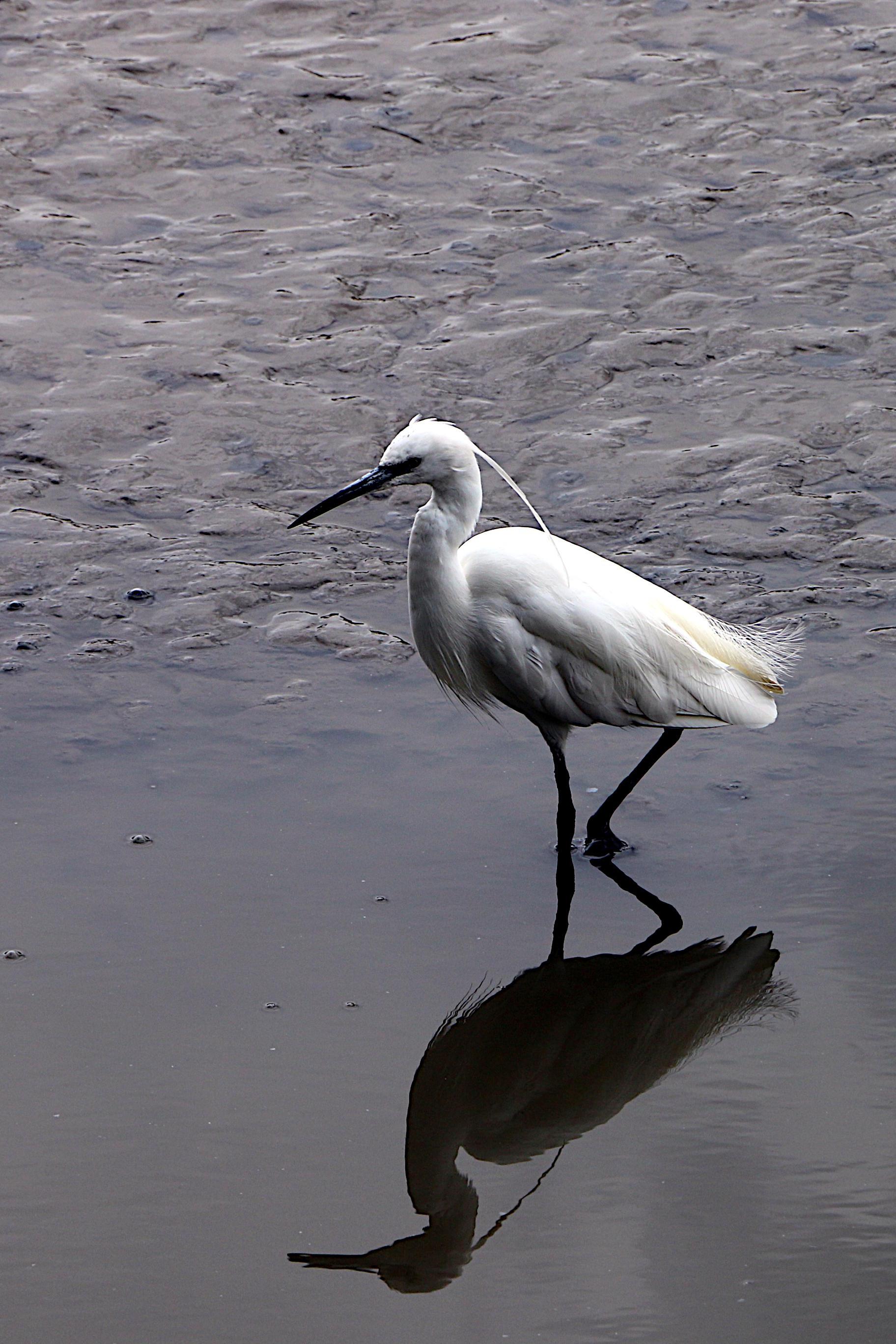 A white egret wading in shallow waster over mud in the silted up  dock basin that is now a wildlife reserve owned by the Lee Valley Regional Park Authority and jointly managed as urban wetland by the London Wildlife Trust and RSPB.

Canon EOS 70D
ISO: 100
Shutter Speed: 1/320
Aperture: 7.1

Lens: 18.0 - 135.0 mm
Focal Length: 135.0 mm (35 mm equivalent: 425.8 mm)
Hyperfocal Distance: 269.48 m
Depth Of Field: 0.55 m (8.41 - 8.96 m)
Field Of View: 4.8 deg

GPS Position: 51 deg 30' 34.2" N, 0 deg 00' 06.0" E
East India Dock Basin, Leamouth, Tower Hamlets, East London.
 
2025:08:02 11:41:09
Copyright: Matthew Malthouse © 2025