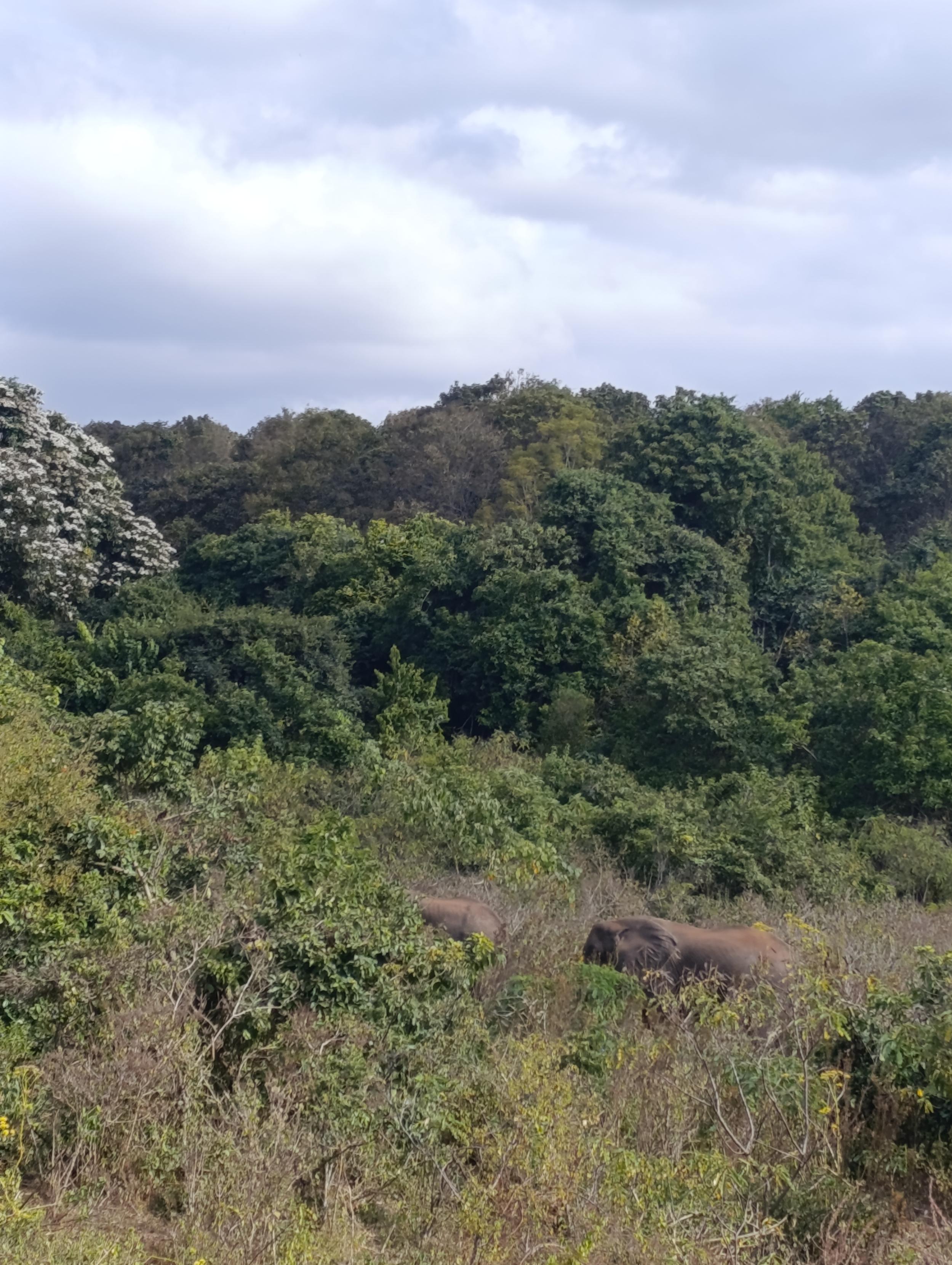 Elephants in the Nkunga Forest