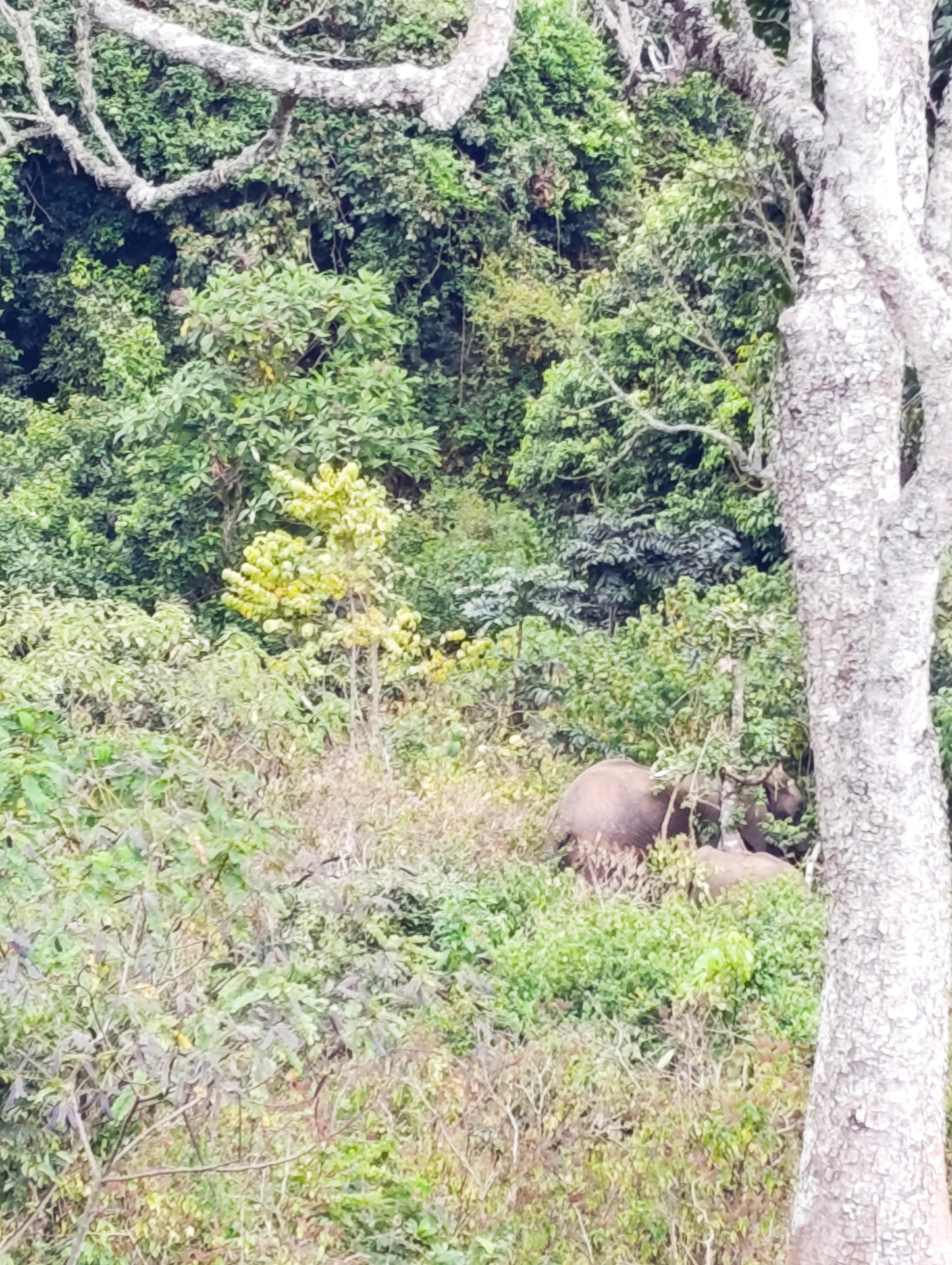 Elephants in the Nkunga Forest
