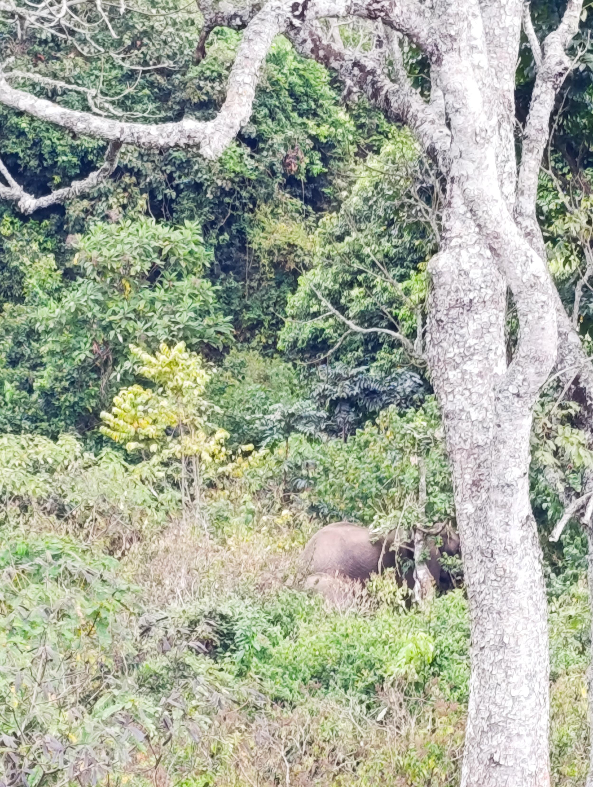 Elephants in the Nkunga Forest