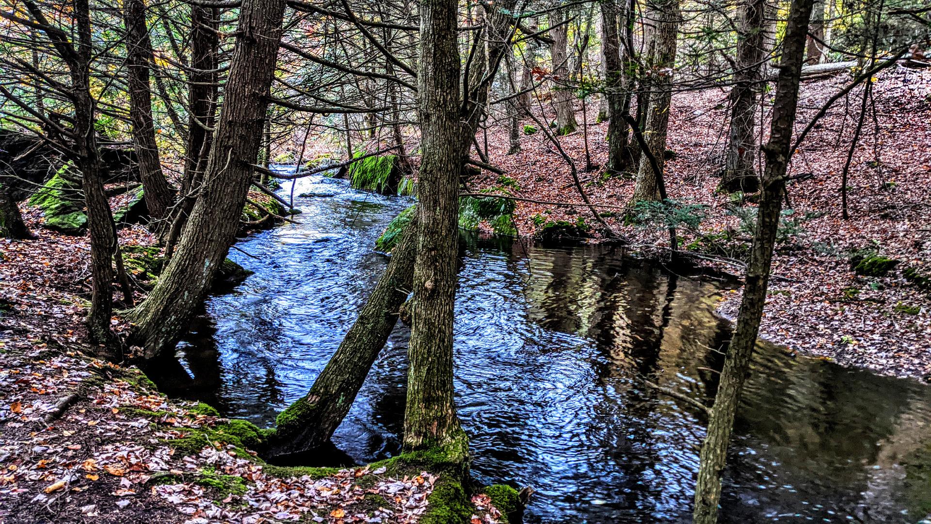 We are walking beside a wide stream with banks covered with gray rocks and hemlock trunks draped in bright green moss. The forest floor surrounding the stream is strewn with freshly fallen autumn leaves on a soft carpet of fallen hemlock needles. Golds and oranges of hardwood trees sporting fall foliage surround the hemlock forest. The unseen sky is a bright overcast, reflecting dazzling highlights on the rushing waters of the stream, swollen from recent rains.