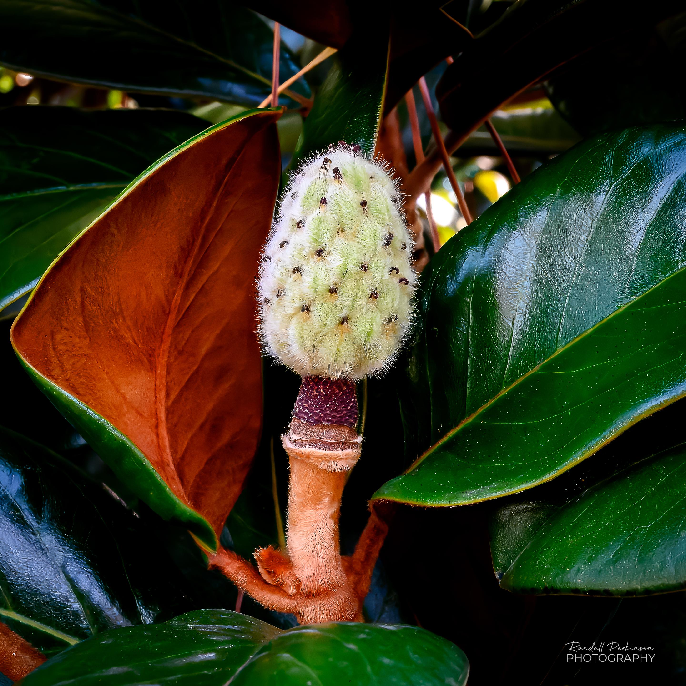 A closeup of a fuzzy magnolia seed pod.