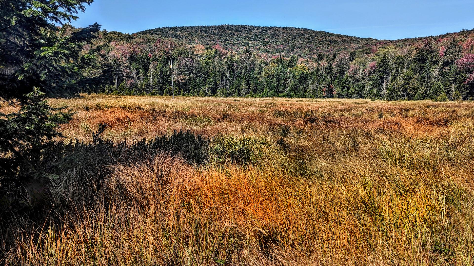 Looking across a vast meadow of waist-high golden-brown grass with occasional strands of green grass and a few leafy green plants. A nearby single spruce tree frames the scene to our left. Far across the meadow is a forest of mostly spruce and fir with some northern hardwoods starting to turn fall colors. This forest continues up the flank and along the gently undulating crest of a long relatively low mountain running along the horizon. A cloudless deep blue sky.