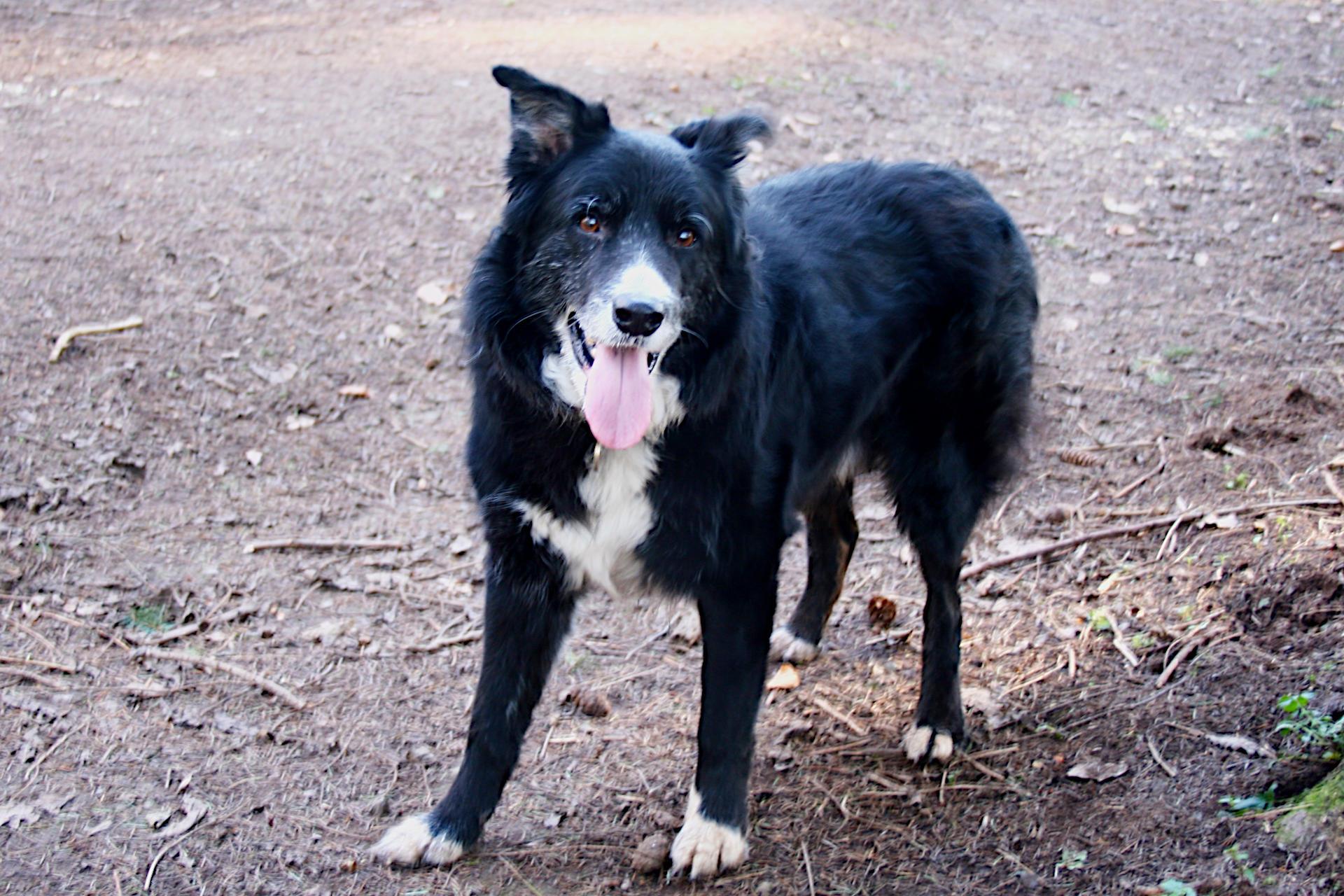 Border collie, black with white muzzle, bib, belly and paws. Bright brown eye looking directly at the camera and tongue lolling. 


Canon EOS 350D DIGITAL
ISO: 100
Shutter Speed: 1/6
Aperture: 4.5

Lens: 18.0 - 55.0 mm
Focal Length: 33.0 mm (35 mm equivalent: 53.5 mm)
Hyperfocal Distance: 13.07 m
Field Of View: 37.2 deg

2006:02:10 13:43:46
Copyright: Copyright © Matthew Malthouse 2006