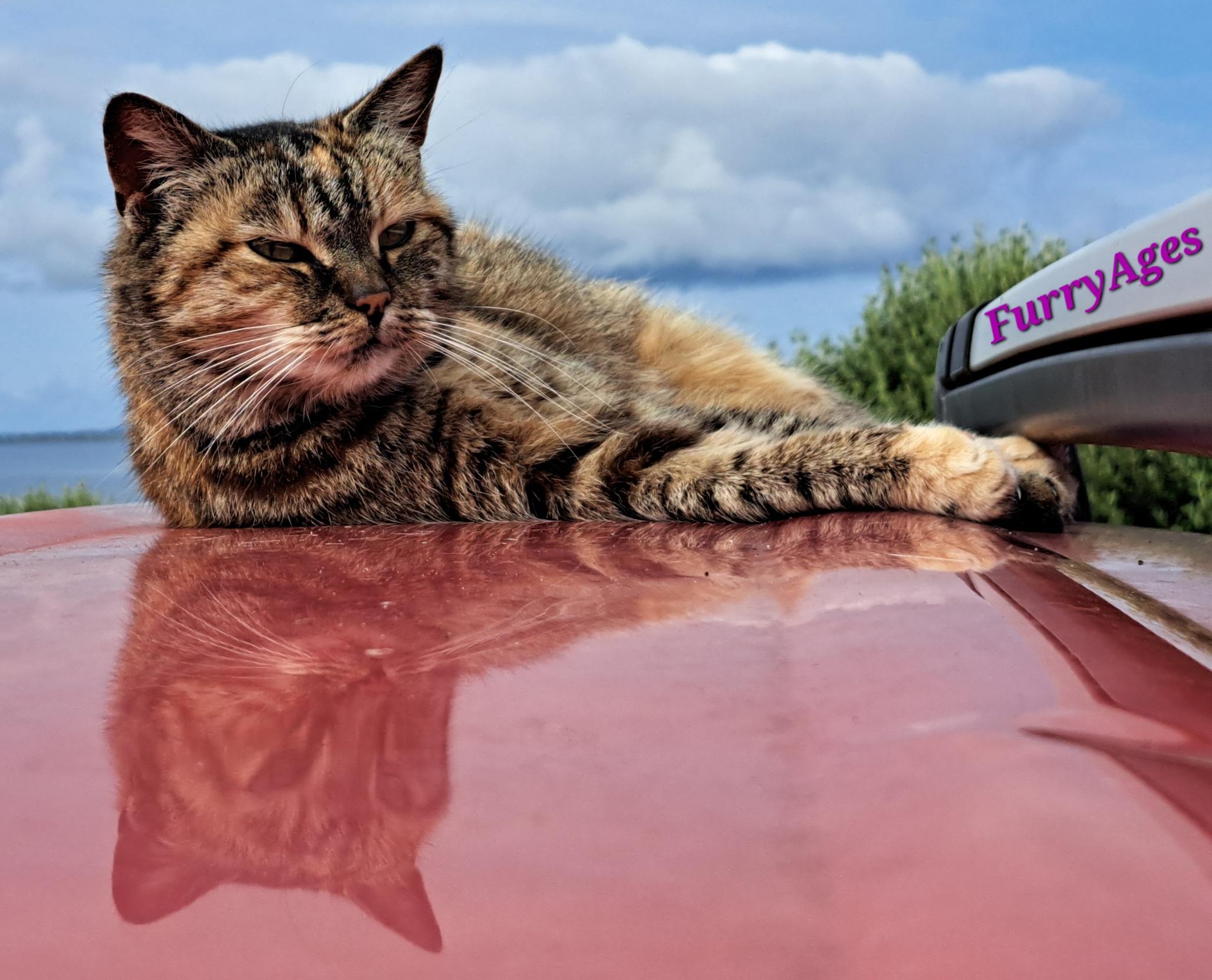 A brown-grey-reddish tabby cat lying relaxed on her side on the roof of a red car.

She is looking into the camera and one can see  her reflection on the colour of the roof.

The cat has long white whiskers.