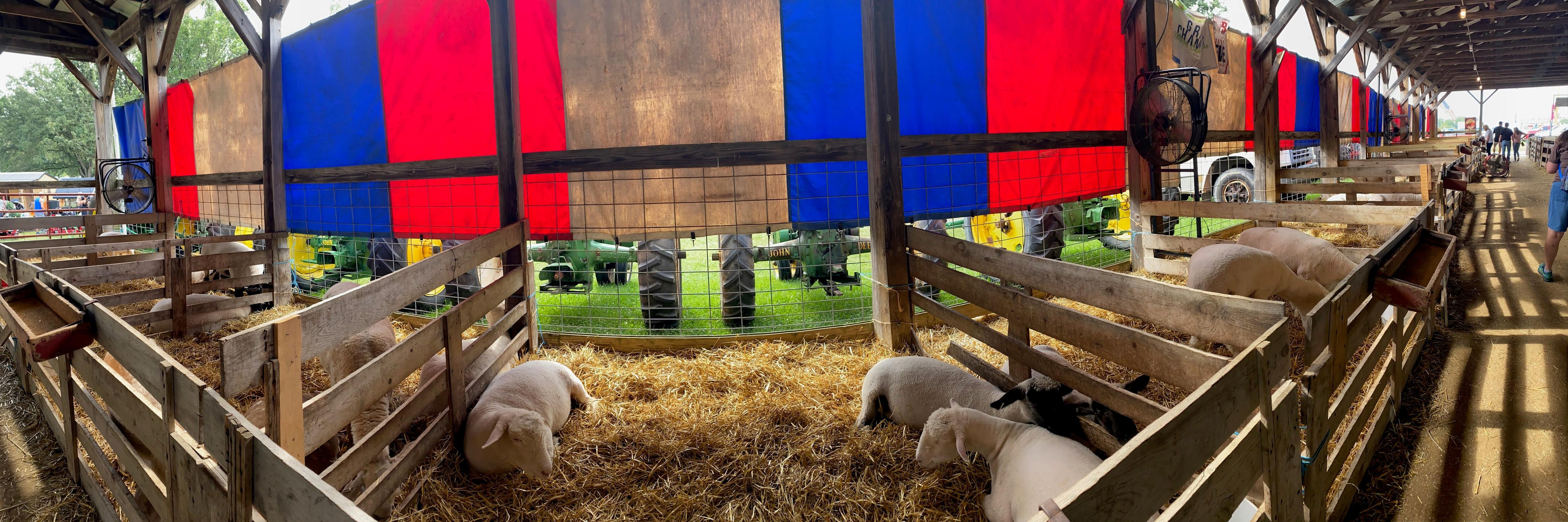 Color image from the Medina County Fair, Ohio, USA. Image shows a view from inside the sheep and goat barn on the Fairgrounds, the sheep in pens and the awnings, in shades of red, white, and blue, keeping the direct sun off the sheep. Just below the awnings one can see antique farm tractors parked along the barn, but only from their axles down - one in the center is green and reads JOHN DEERE.