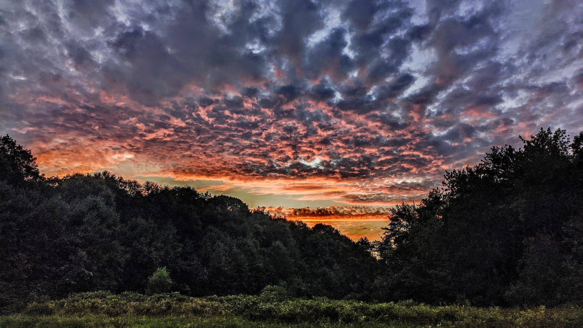 An overgrown field at the edge of the forest, filled with very tall grasses and leafy shrubs sprinkled with dozens of yellow and white wildflowers. It is a bit past sunset, the forest is dark and mysterious in the evening light. The pale blue sky is filled with a dramatic mass of cotton candy clouds painted bright pink by that setting sun.