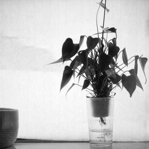 Lucky LUCKY SHD 100 (6x6)

English
A black and white photograph. The interior of a room. A glass vase with plants is visible. A fabric basket is partially visible.

中文
一張黑白照片.一個房間的內部.一個玻璃花瓶中有一些植物.一個編織的籃子露出來了一部分.
