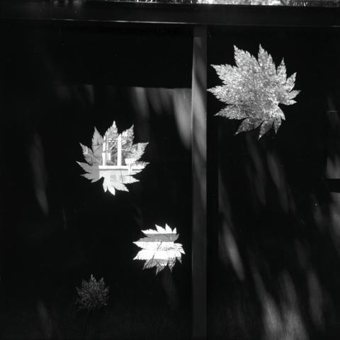 Lucky LUCKY SHD 100 (6x6)

English
A black and white photograph of cutouts of metal fence. The cutouts are in the shape of leaves. Through the cutout, street scene and foliage can be seen.

中文
一张黑白照片.照片中可见金属围栏的镂空切割.切割时叶子的形状.透过这些切割可以看到街景和植物的叶子.