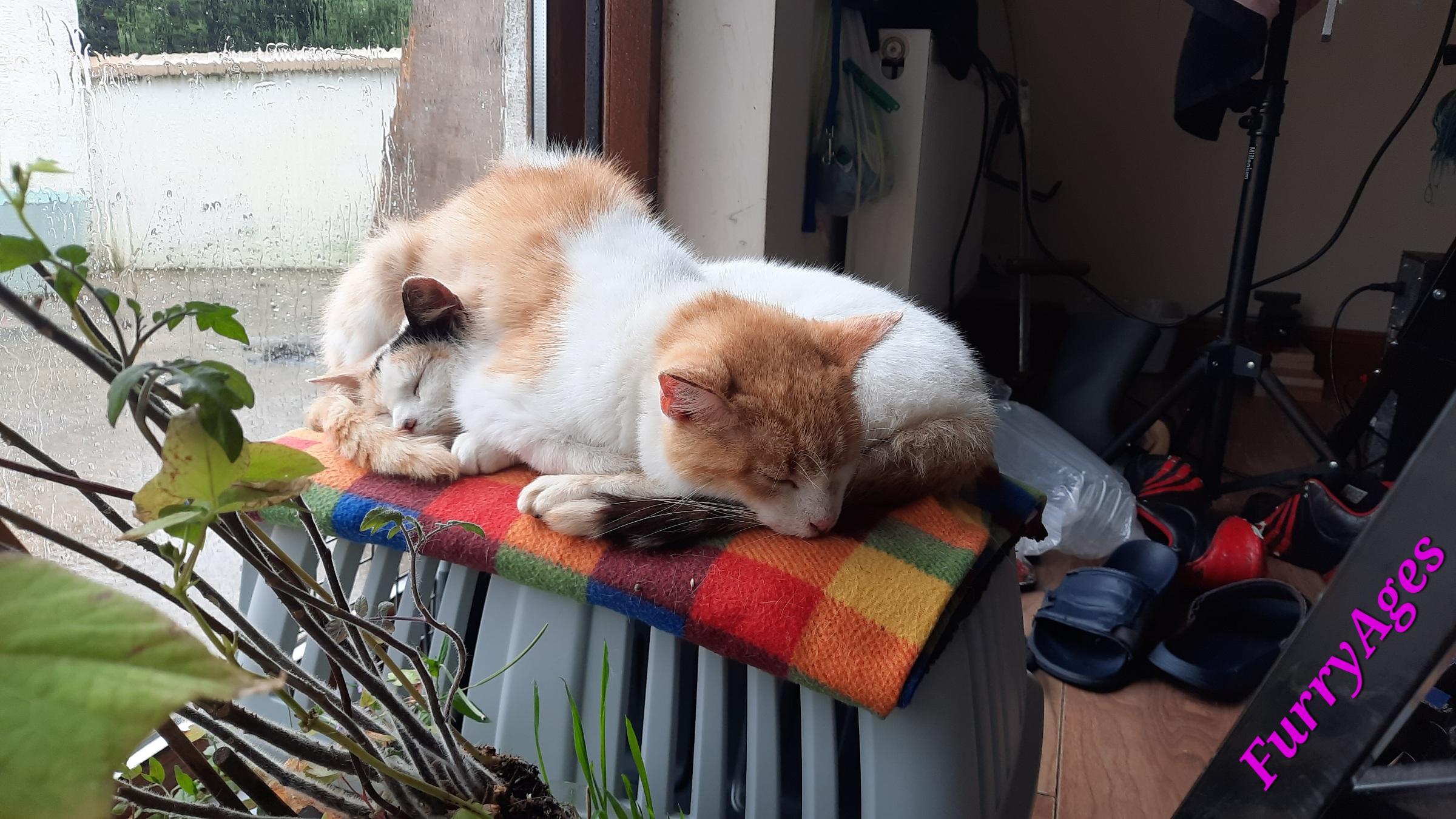 A red and white tabby cat lies over a harlequin white cat with three colours. Together they form a lying 8 on a blanket with little coloured squares that covers the top of a grey cat carrier while standing infront of a big glass door.