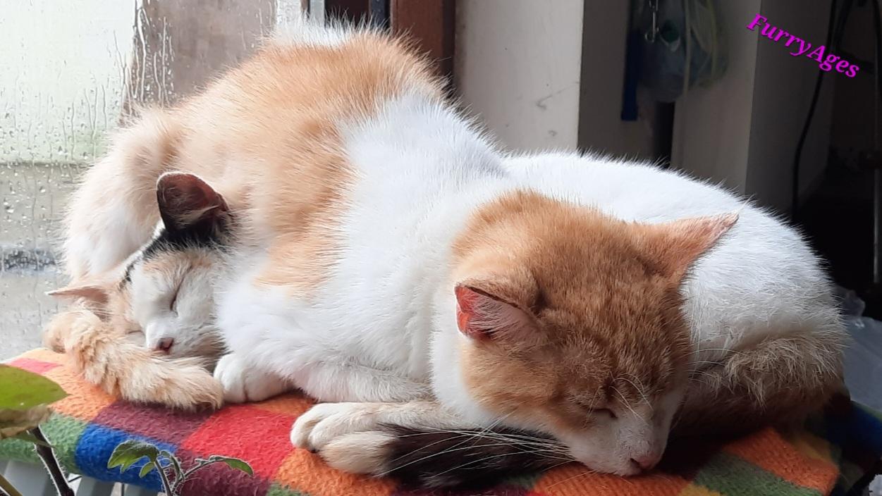 A red and white tabby cat lies over a harlequin white cat with three colours. Together they form a lying 8 on a blanket with little coloured squares that covers the top of a grey cat carrier while standing infront of a big glass door.