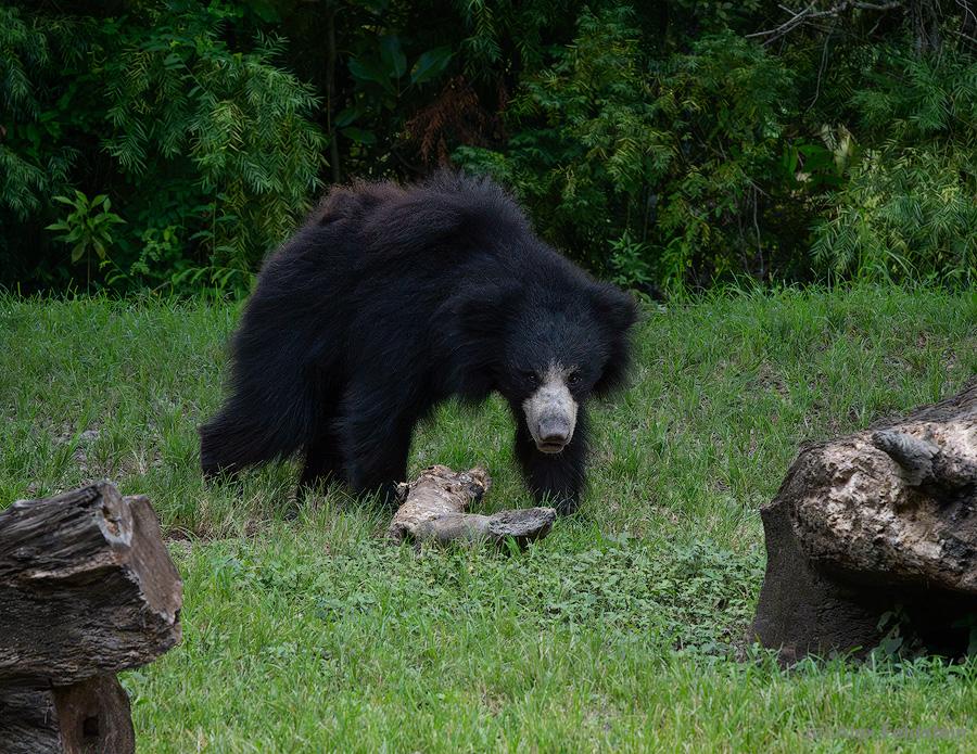 Sloth Bear at the zoo