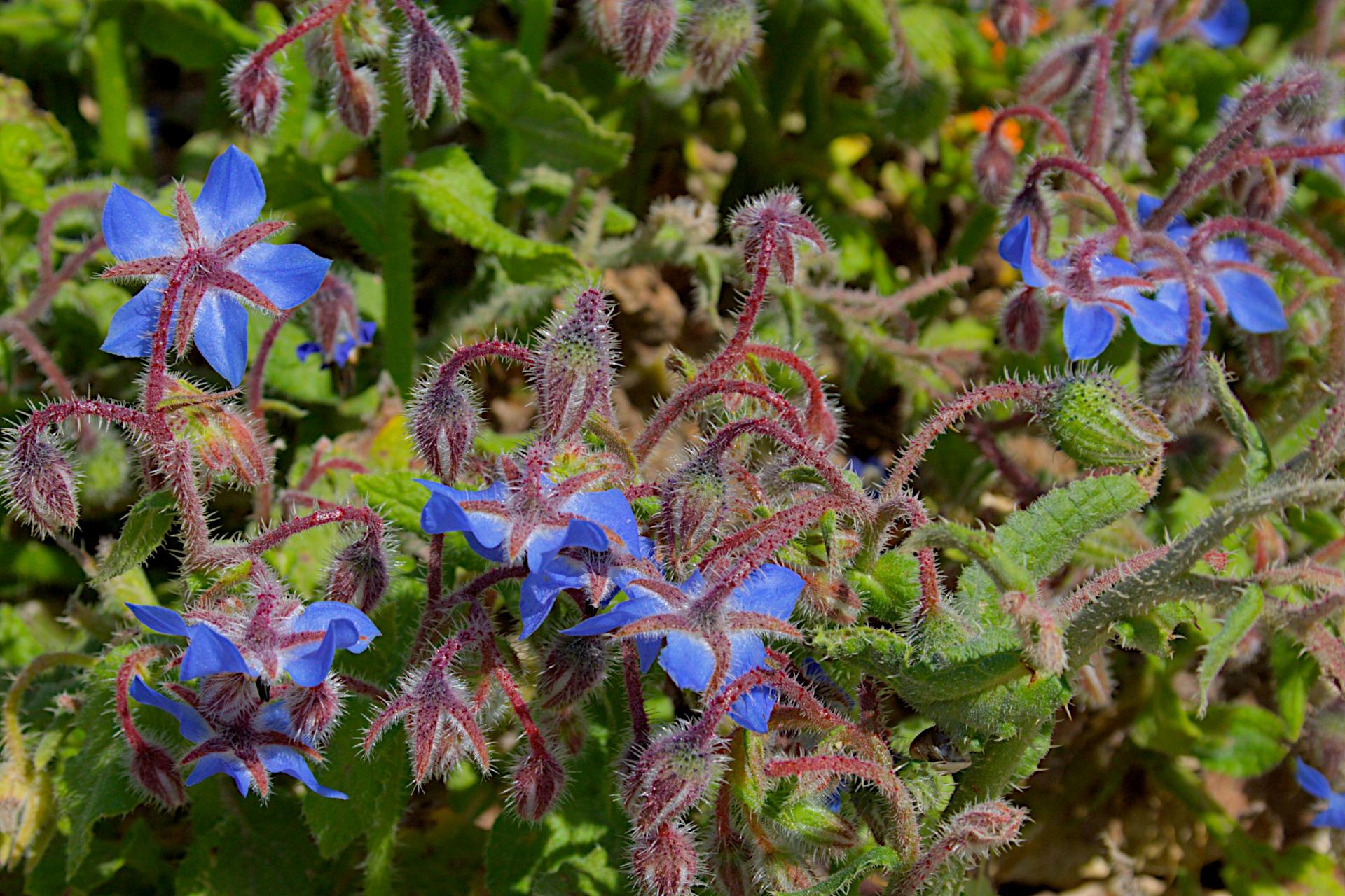 Bright blue flowers of wild borage growing from ruddy-brown stems that appear to be covered in soft white hairs. All against a background of green leaves. 

Canon EOS 350D DIGITAL
ISO: 100
Shutter Speed: 1/200
Aperture: 10.0

Lens: 18.0 - 55.0 mm
Focal Length: 55.0 mm (35 mm equivalent: 89.2 mm)
Hyperfocal Distance: 16.33 m
Field Of View: 22.8 deg

GPS Position: 37 deg 56' 24.3" N, 12 deg 49' 58.3" E

2008:04:30 13:01:41
Copyright: © Matthew Malthouse 2008