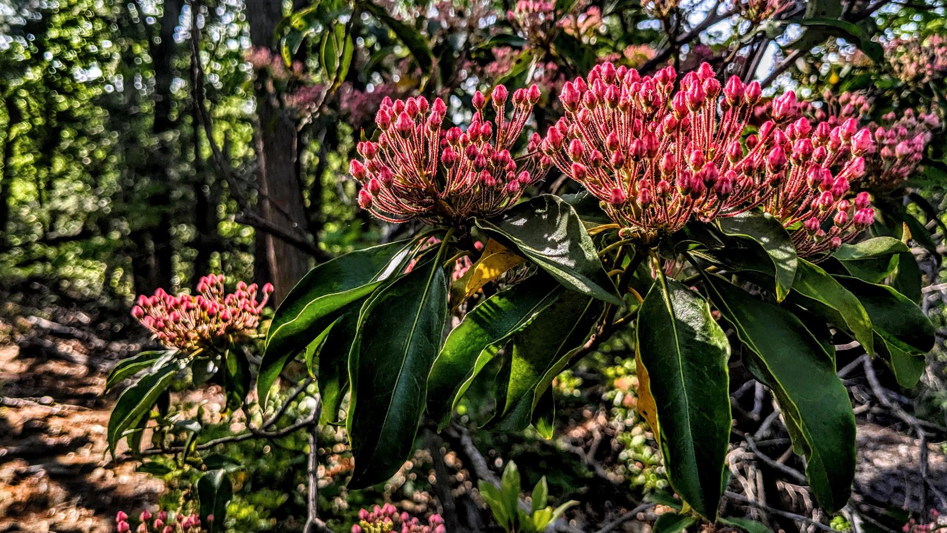 We are walking a trail through a sun-dappled forest with glimpses of a soft blue sky through the trees. A tall mountain laurel shrub with waxy deep green leaves and bursting with clusters of bright dark pink buds is backlit by the rays of the late afternoon sun.