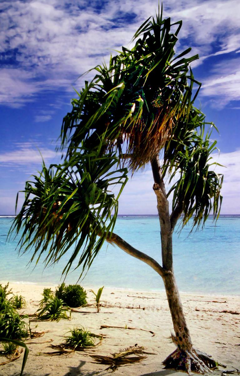 Beneath a deep blue sky with streaky white clouds. A pale sand beach on an aqua ocean. Some small green sprouts are growing beside a small tropical tree with long, pointed leaves.