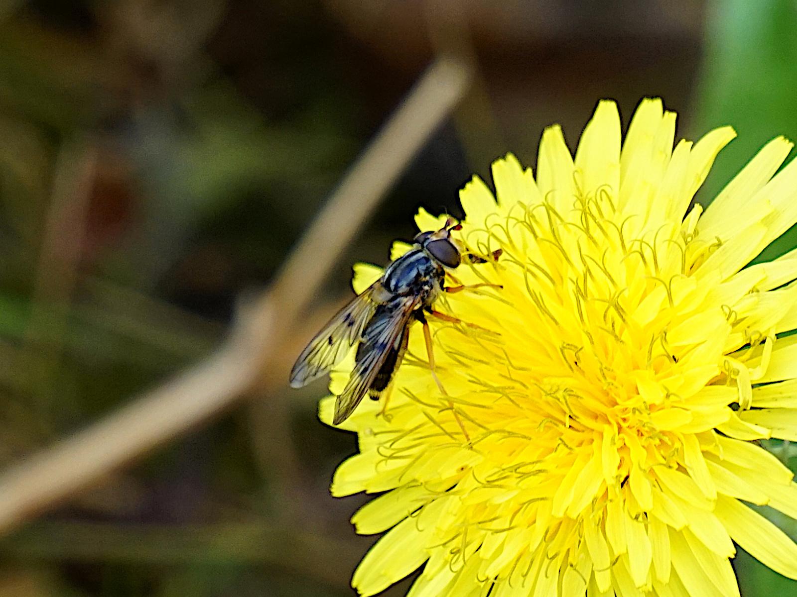 A small hoverfly on a bright yellow dandelion head. A background of blurred vegetation.