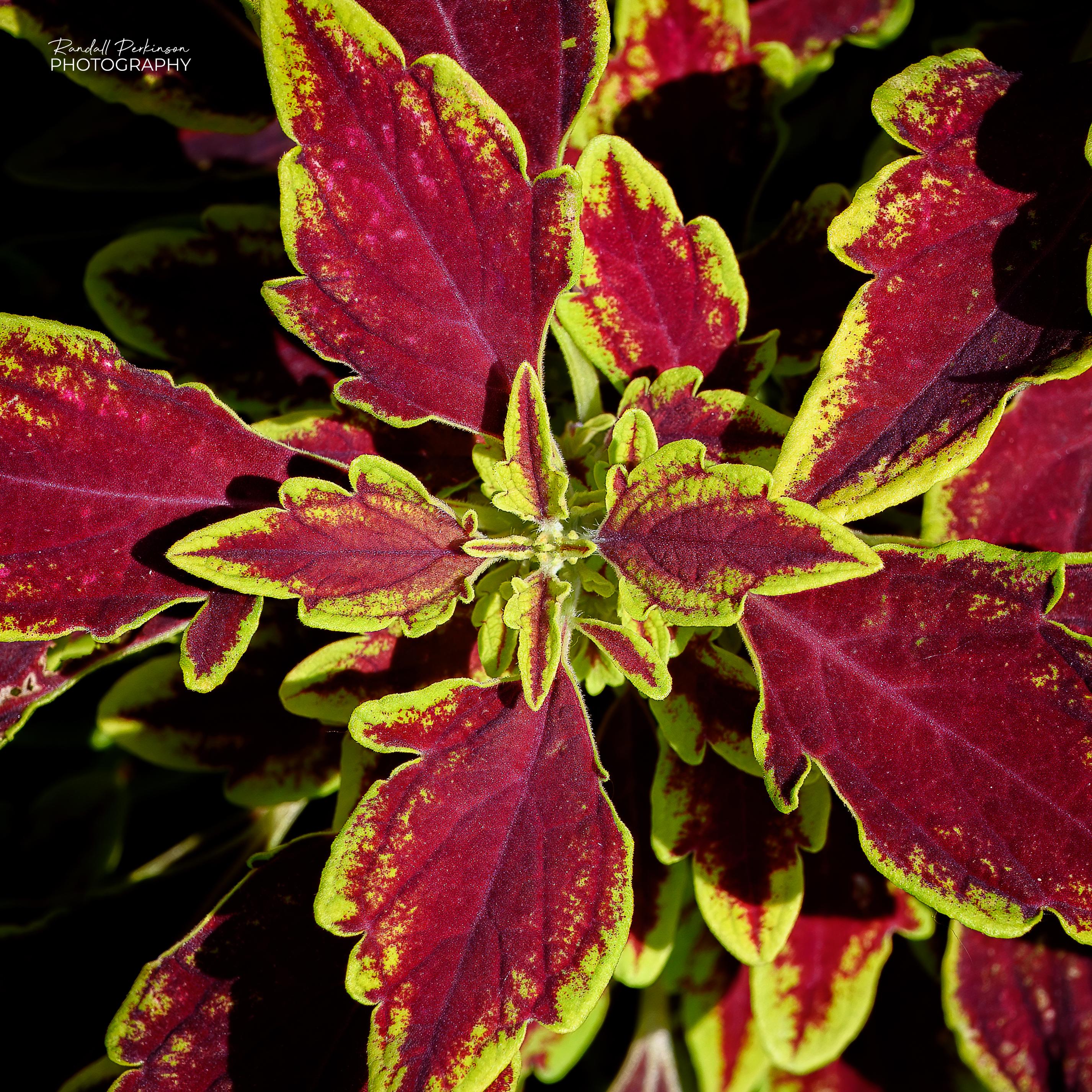 Bright yellow and red leaves.