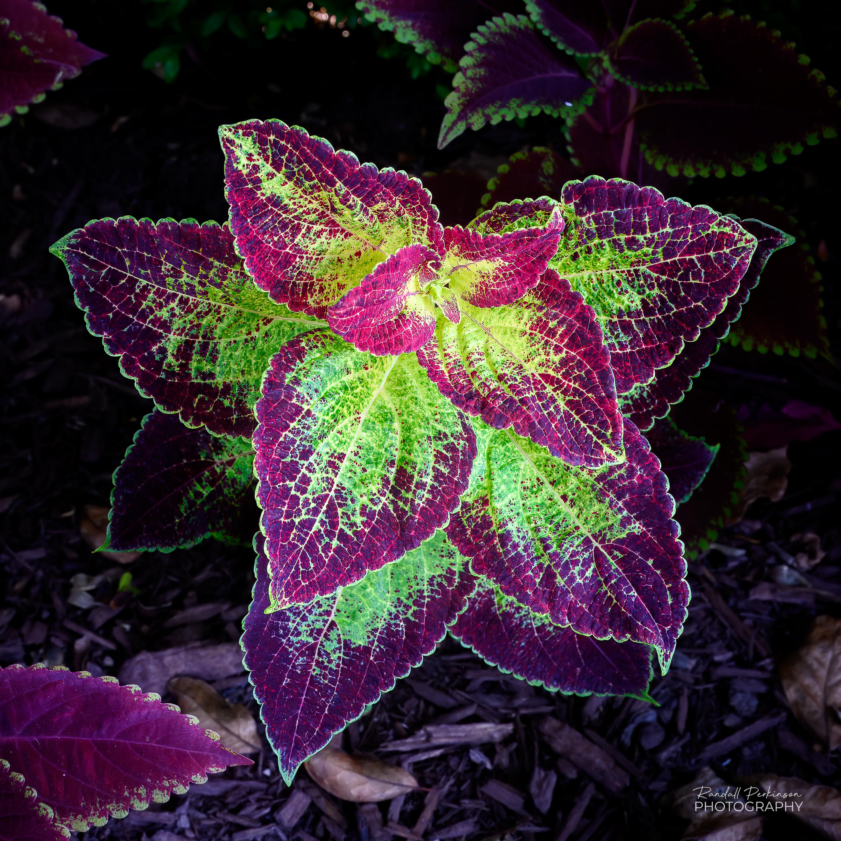Bright green and purple leaves.
