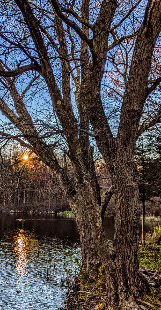 It is still early spring here. Two old trees in the foreground growing beside a lake are just beginning to show signs of budding. Other trees growing nearby are covered in bright red buds. The early evening sky is a light but deep blue. The sun, setting behind the treetops across a small cove, is a ball of golden orange, its reflection broken into a long trail of sparkles by the rippling surface of the lake.