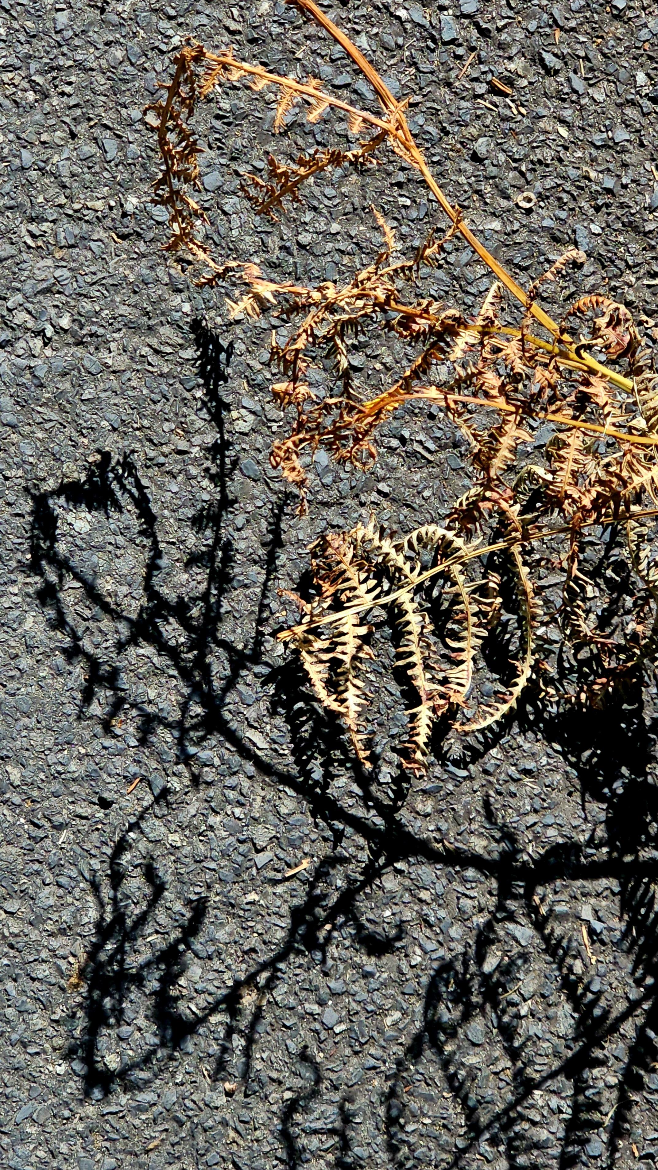 Scorched bracken fronds and their shadows, seen against tarmac in strong sunshine.