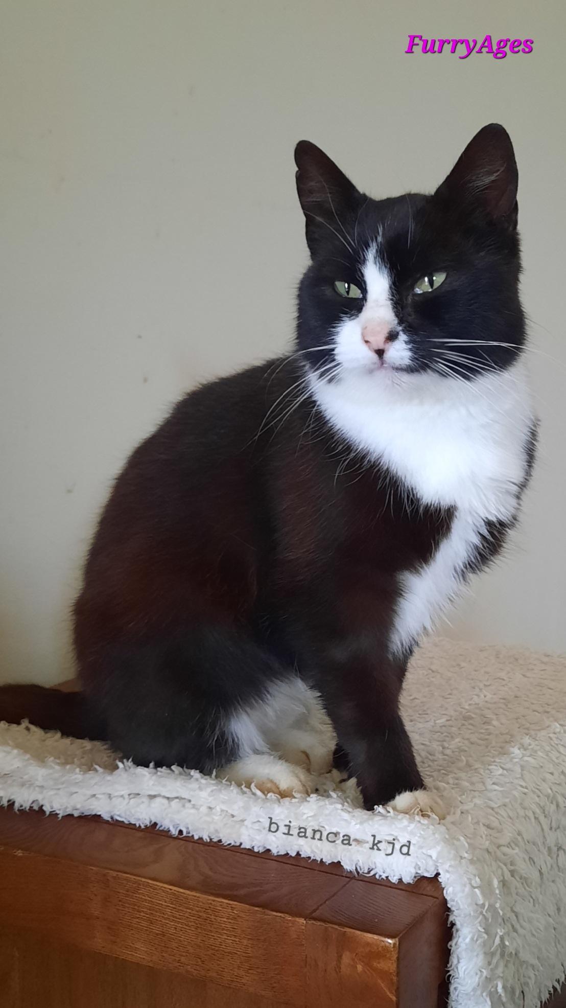 An elegant tuxedo cat lady is sitting on a wooden drawer with an old-white fluffy blanket on top.