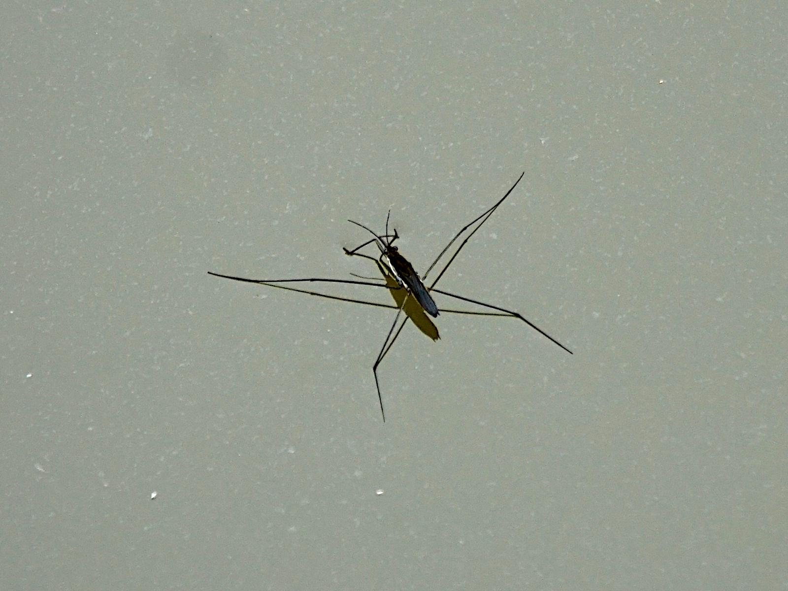 A pond skater insect spreading its legs wide on the surface of a canal.
The water surface is so still it looks as if it's actually standing on a mirror.