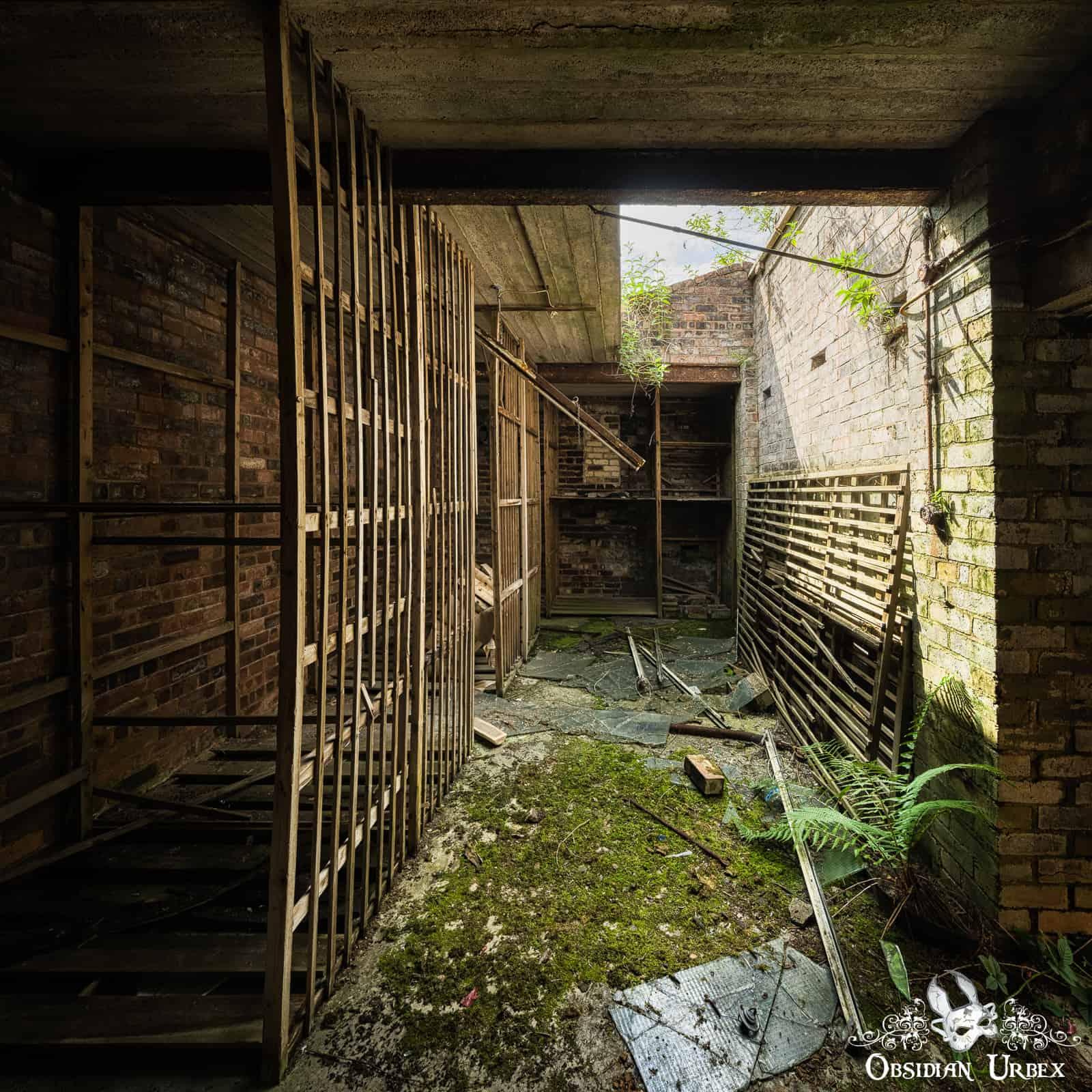 old store room with moss and ferns on the floor
