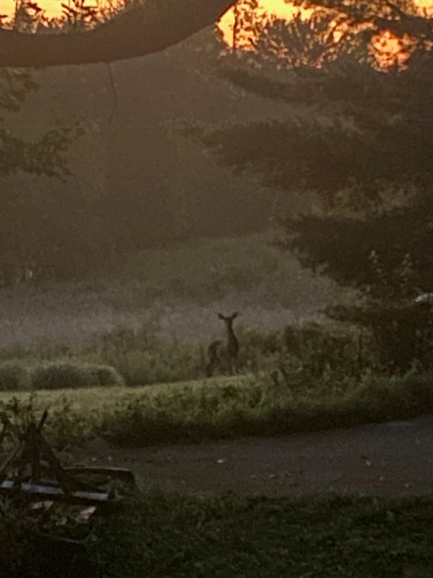 Color image of a doe's predawn visit. Image shows a female dear - a doe - dimly lit by the emerging sunrise in Bath Township, Summit County, Ohio, USA, with the doe in a fuzzy brown, the grass and flowers covered in dew, the hills and trees beyond just being lit by the orange dawn sun still below the horizon.