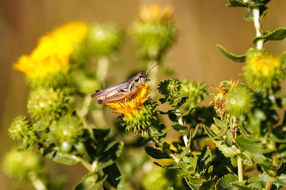 Grasshopper sitting on a gumweed blossom. August 2026