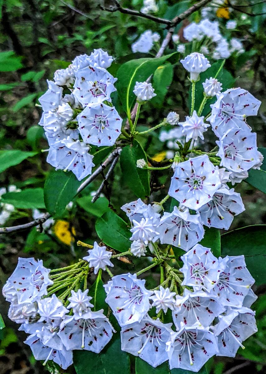 In a thicket in the forest, a closeup of mountain laurel blossoms in full bloom. They are pentagonal in shape, and bright white with markings of striking dark pink just a few shades lighter than red. The leaves are waxy and green.