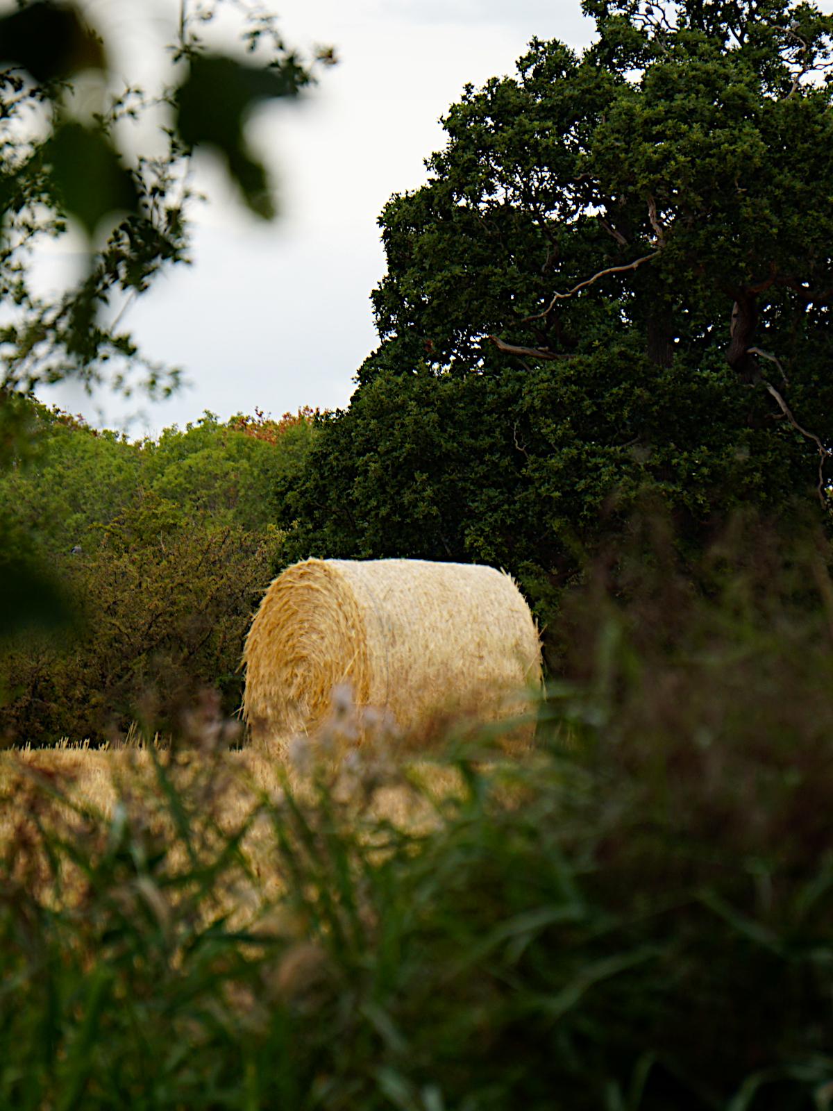 A large round hay bale in a field, trees behind it and a flat, light sky above.
Foreground is out of focus, closer vegetation