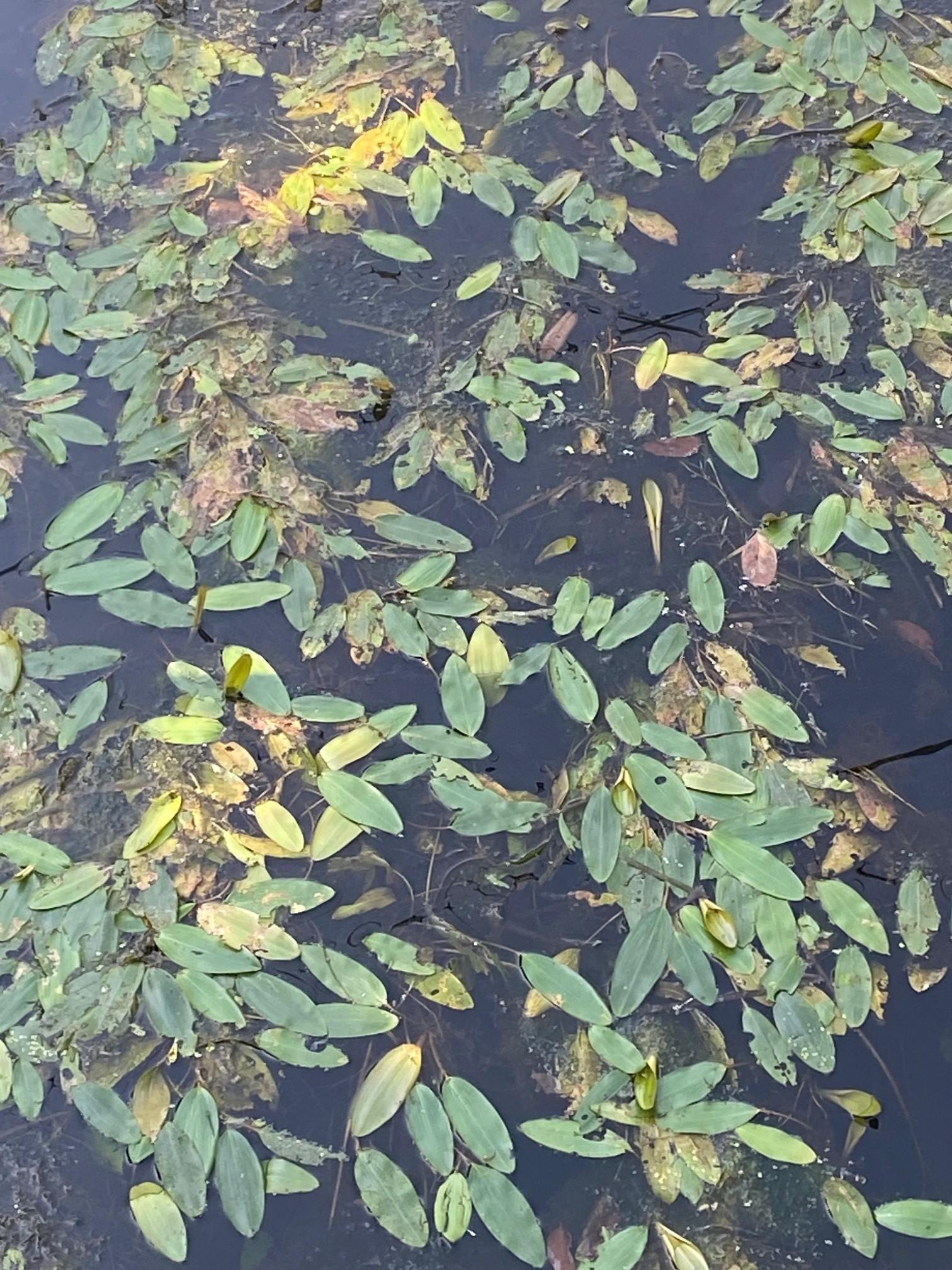 Color image of healthy pond growth in a stretch of the Ohio & Erie Canal, Akron, Summit County, Ohio, USA, between Lock 2 and Lock 3 North. Image shows the green leaves of pondweed (Potamogeton nodosus) on the surface of the canal, Highly beneficial native vegetation that provides essential shade and cover for fish, shelter for amphibians, and a food source for waterfowl, demonstrating that the former transportation and industrial canal has become a healthy watercourse for flora and fauna.