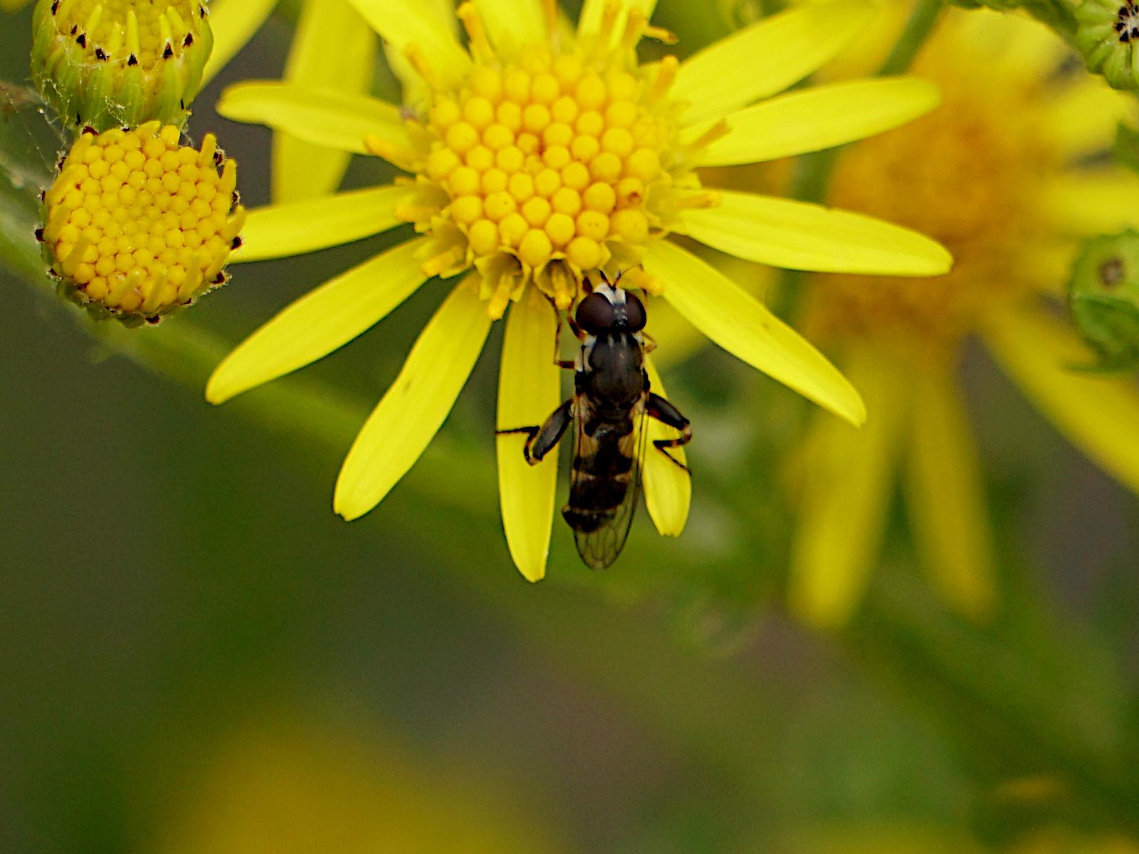 A Thick Legged Hoverfly balancing between 2 petals of a bright yellow Ragwort flower while searching for pollen.