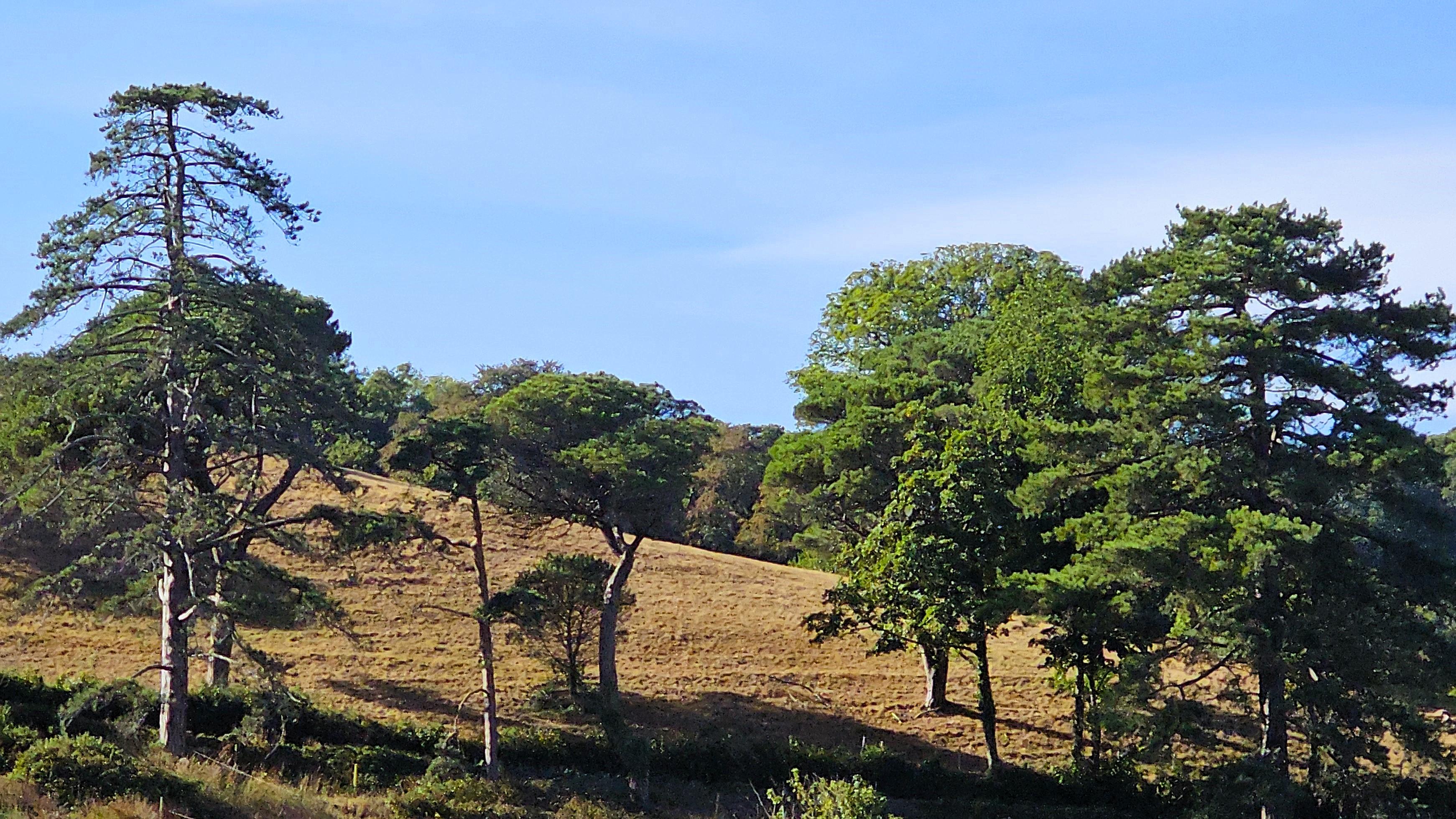 Single trees stand on a hillside turned brown by a long, hot summer.