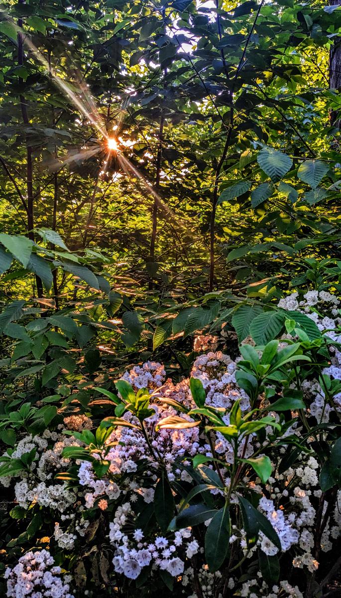 It is early evening beneath a very pale blue sky. The westering sun shines through the leaves of a lush green late springtime forest, touching the clustered white and pink blossoms of a mountain laurel thicket in full bloom with a soft backlight.