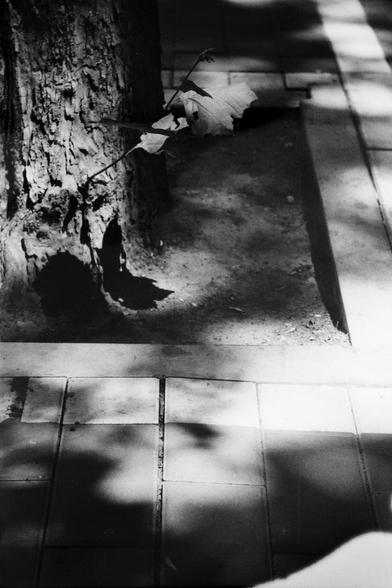 ERA 100 (FF)

English
A black and white photograph of the trunk of a tree.The texture of the tree is visible with some leaves on the side. The tree is planted on a tiled sidewalk. The contrast is strong with sunlight and shadows of the leaves.

中文
一張人行道邊種植的樹木的黑白照片.照片中展示了樹的底部.樹木的質地明顯.底部還有一些葉子.樹木種在鋪滿磁磚的人行道上.照片因為光線和樹影對比強烈.