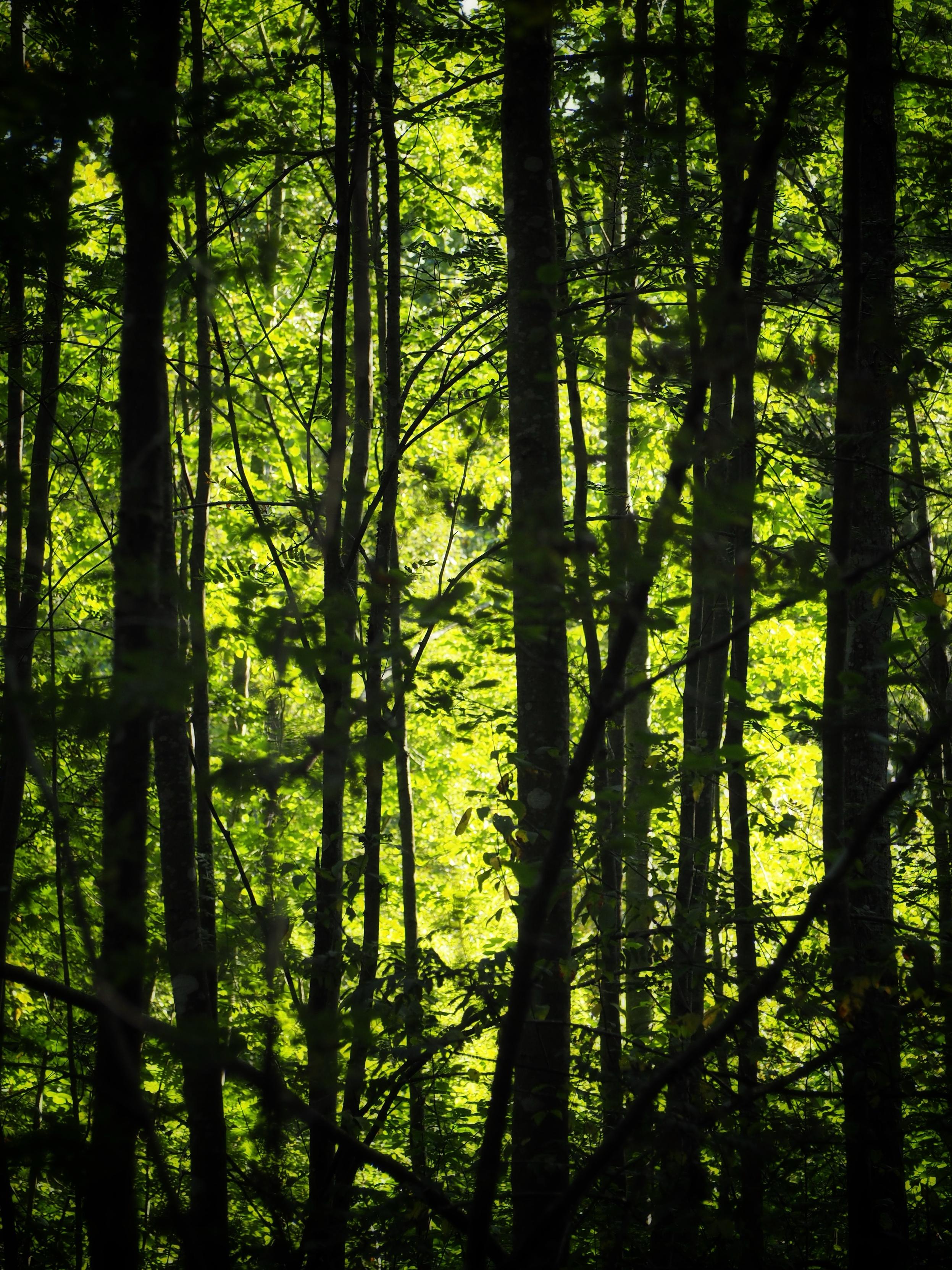 A dense forest filled with tall trees and vibrant green foliage, illuminated by soft light filtering through the leaves.