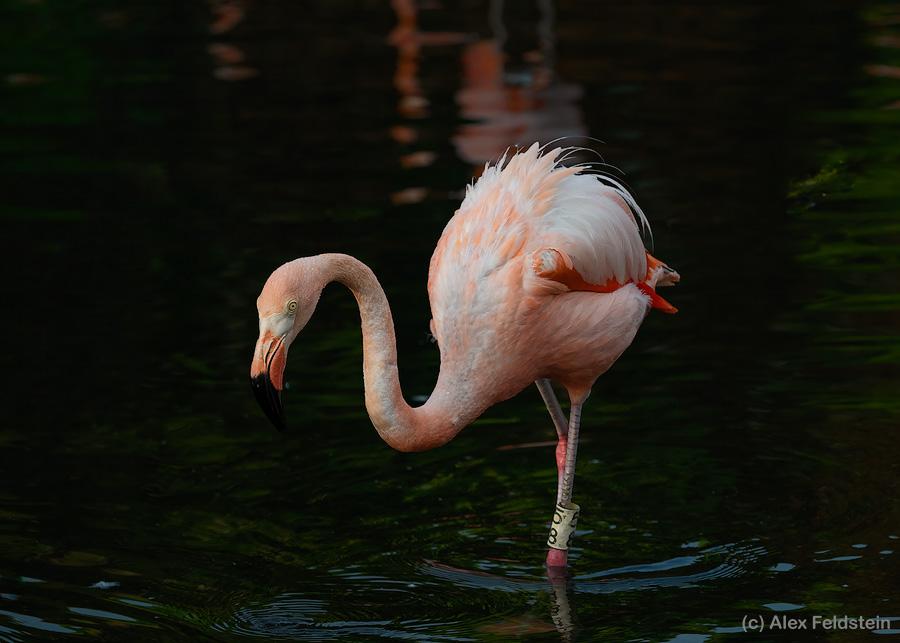 Flamingo in a pond