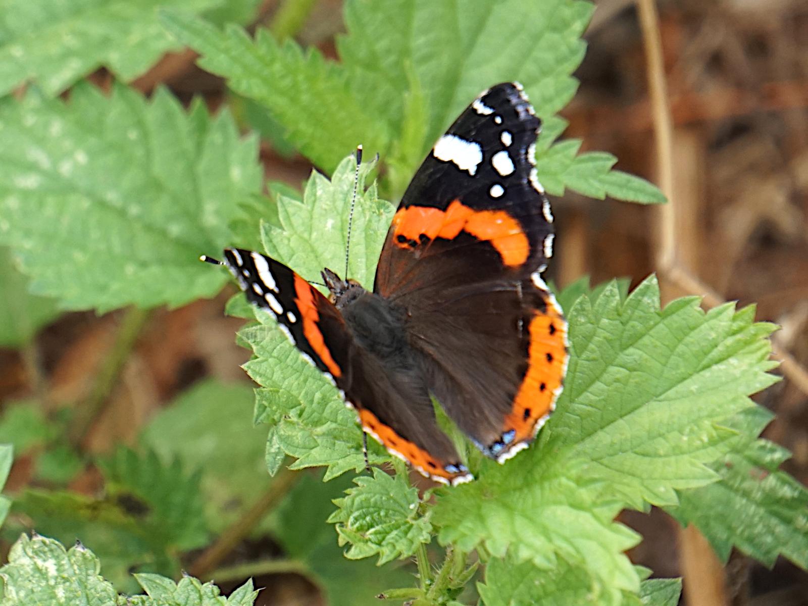 A Red Admiral on a leaf, it's wings open about 75 degrees