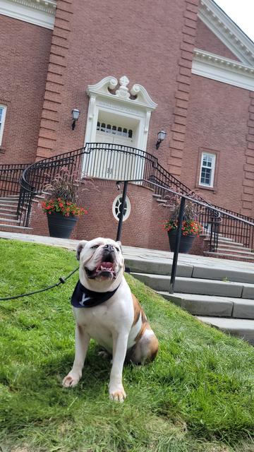 Handsome Dan XIX in front of Marquand Chapel.