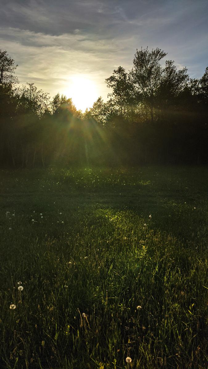 Part of a huge field of tall, bright green spring grass. A pale blue gray sky with streaks of hazy thin clouds. The sun is setting behind the hardwood forest at the far edge of the field, streaming golden rays of sunlight towards us and casting long shadows across the field. Dozens of dandelions are scattered throughout the grass, the sunset backlighting their bright white floss attached to tiny seeds ready to be dispersed by the winds.