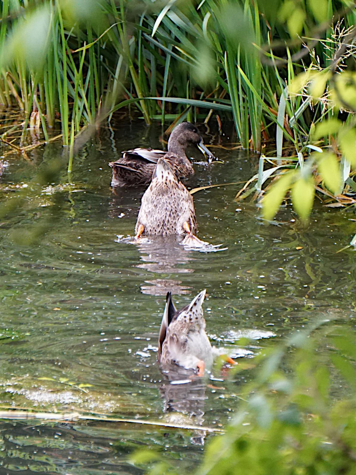 3 ducks in a pond, 2 with their heads underwater and their derrières sticking up out of the water.
The duck furthest away is scuttling away into some reeds