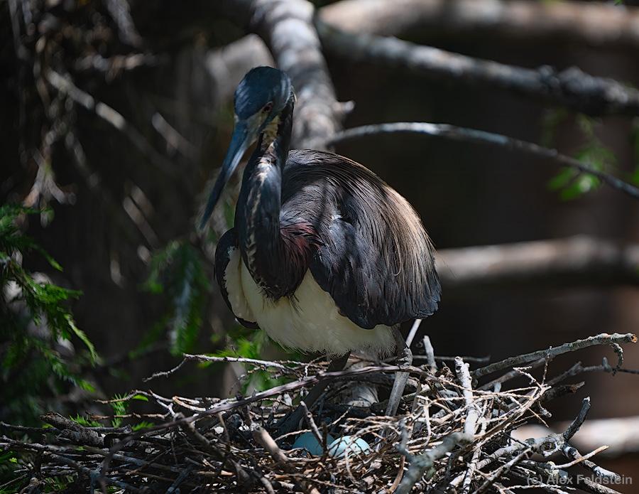Tricolored Heron with blue eggs