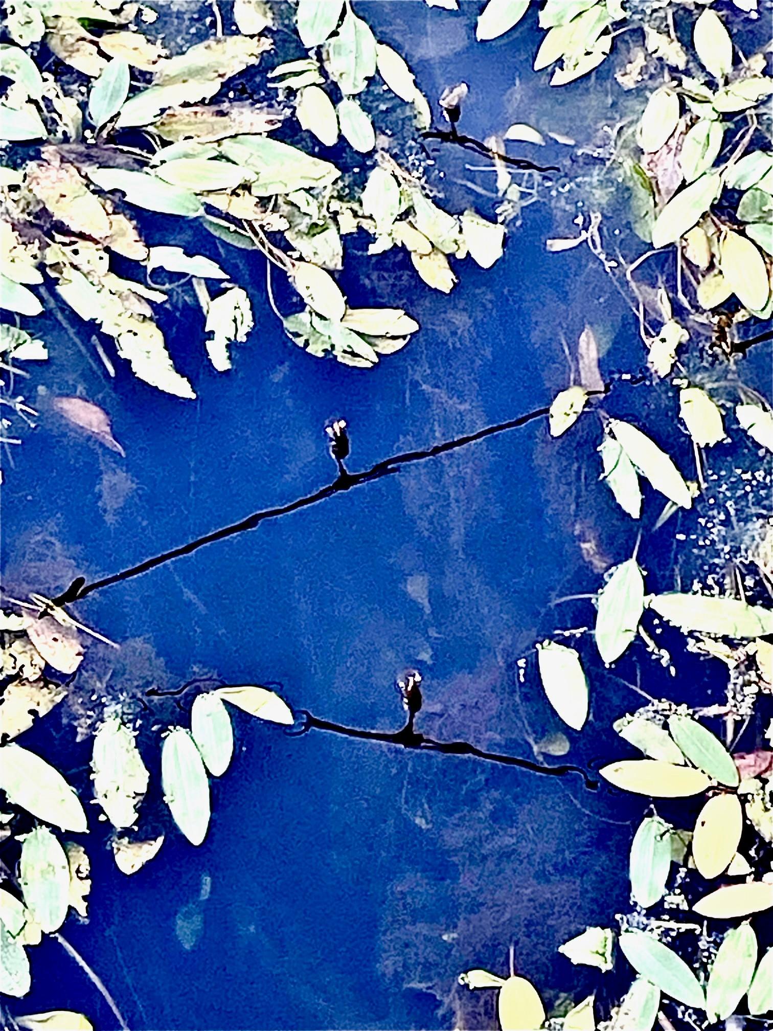Color image of pondweed plants in the Ohio & Erie Canal in Akron, Summit County, Ohio, USA. The image shows the pondweed plants in the canal water, the surface of the water reflecting the blue sky overhead, as well as strings of lights above the canal that illuminate it and the adjacent art and performance spaces during the night.