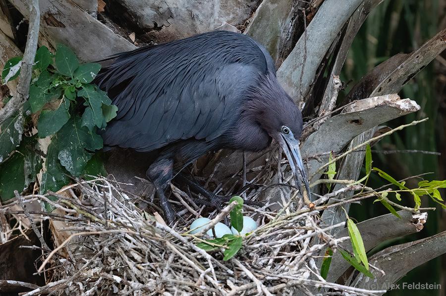 Little Blue Heron mama with eggs in the nest