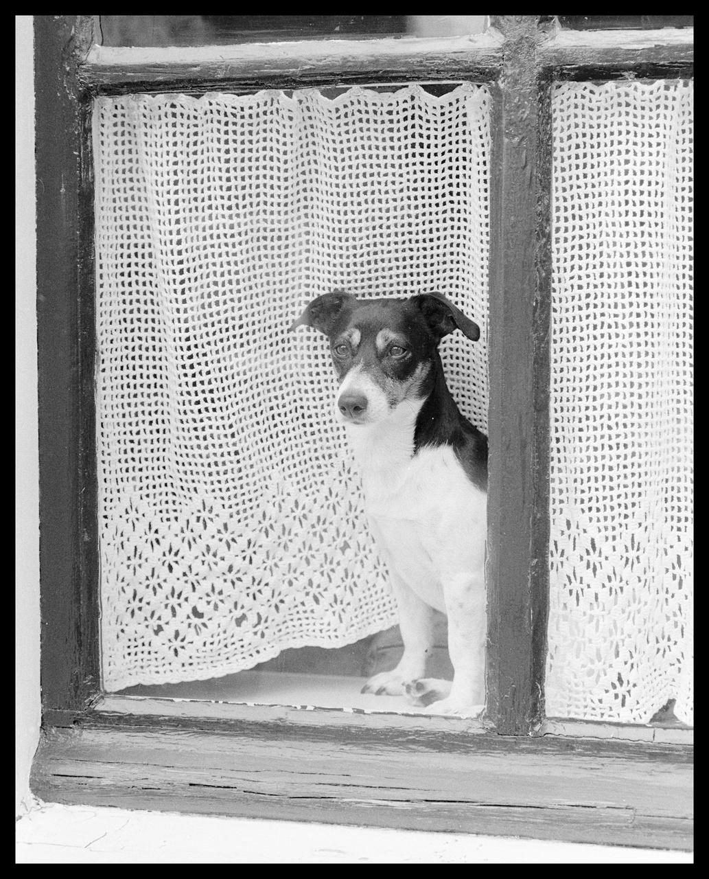 Image I shot in the very early '80s of a dog looking out of a window.

Camera: Nikon F802s
Lens: Nikkor AF 85mm f/1.8D  (50mm?)
Film: Ilford FP4
